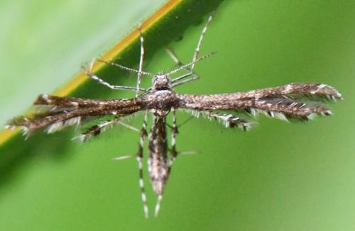 Capperia sp.